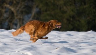 antijagdtraining hund